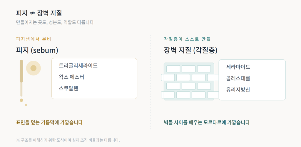 피지샘에서 분비되는 피지 성분과 각질층 장벽을 이루는 지질 성분이 서로 다르다는 것을 좌우로 비교한 그림